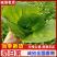 山东精品新鲜奶白菜货源充足量大从优对接全国客商欢迎电联