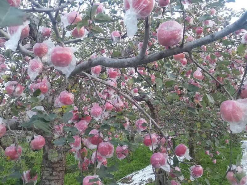 山西水晶富士苹果纸+膜袋规格齐全量大价优欢迎咨询合作
