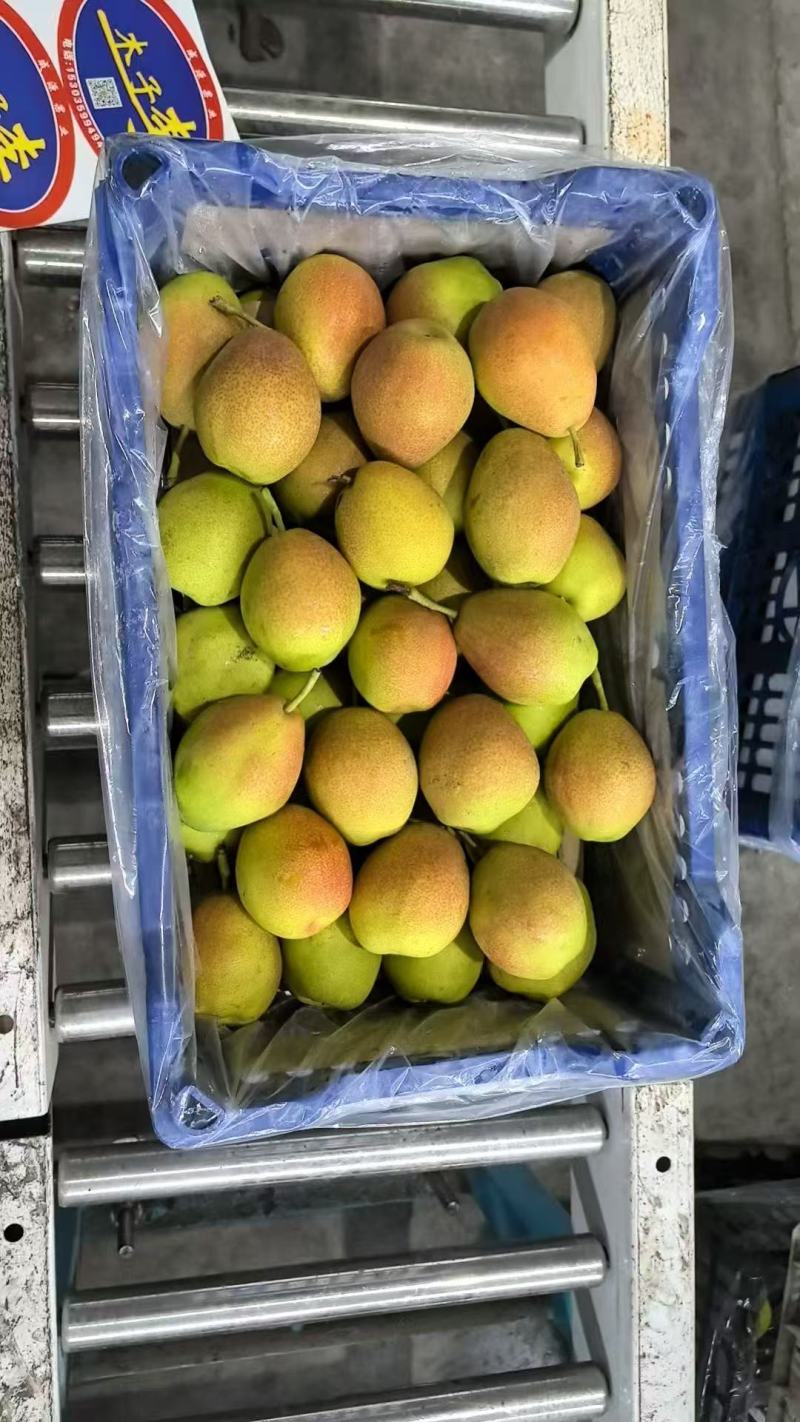 山西运城红香酥梨核心产区直供可按需配货欢迎来电咨询
