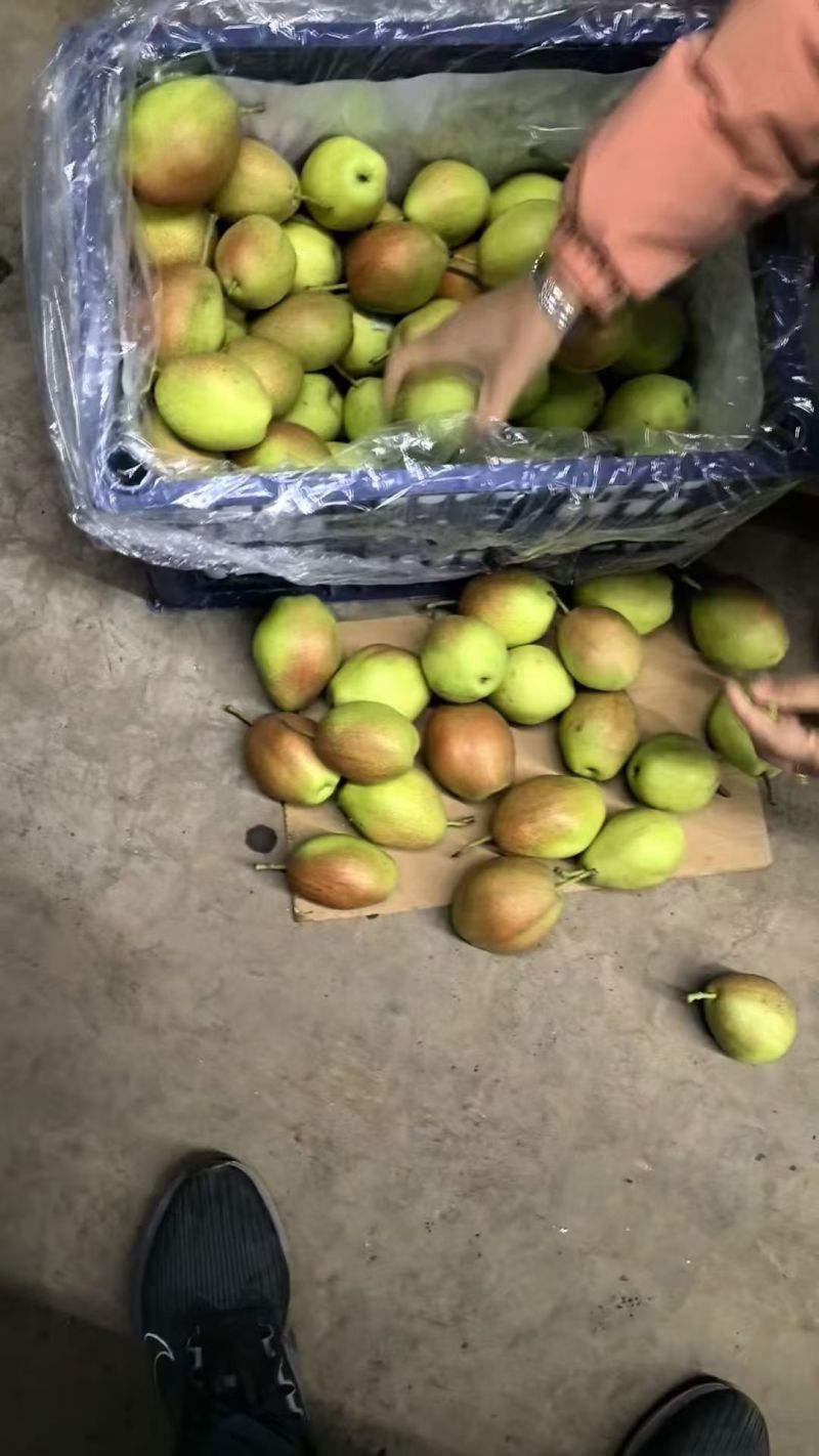 山西运城红香酥梨核心产区直供可按需配货欢迎来电咨询