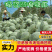 海南哈密瓜/晓蜜25哈密瓜（一手货源）规格齐全/量大从优