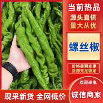 广东徐闻螺丝椒辣椒鲜辣椒现摘现发口感好价格实惠运输便利