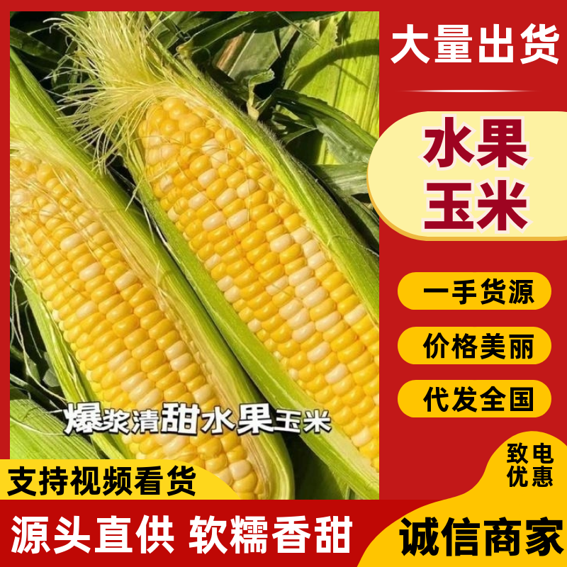 水果玉米爆浆玉米广东玉米颗粒饱满口感好价格实惠运输便利