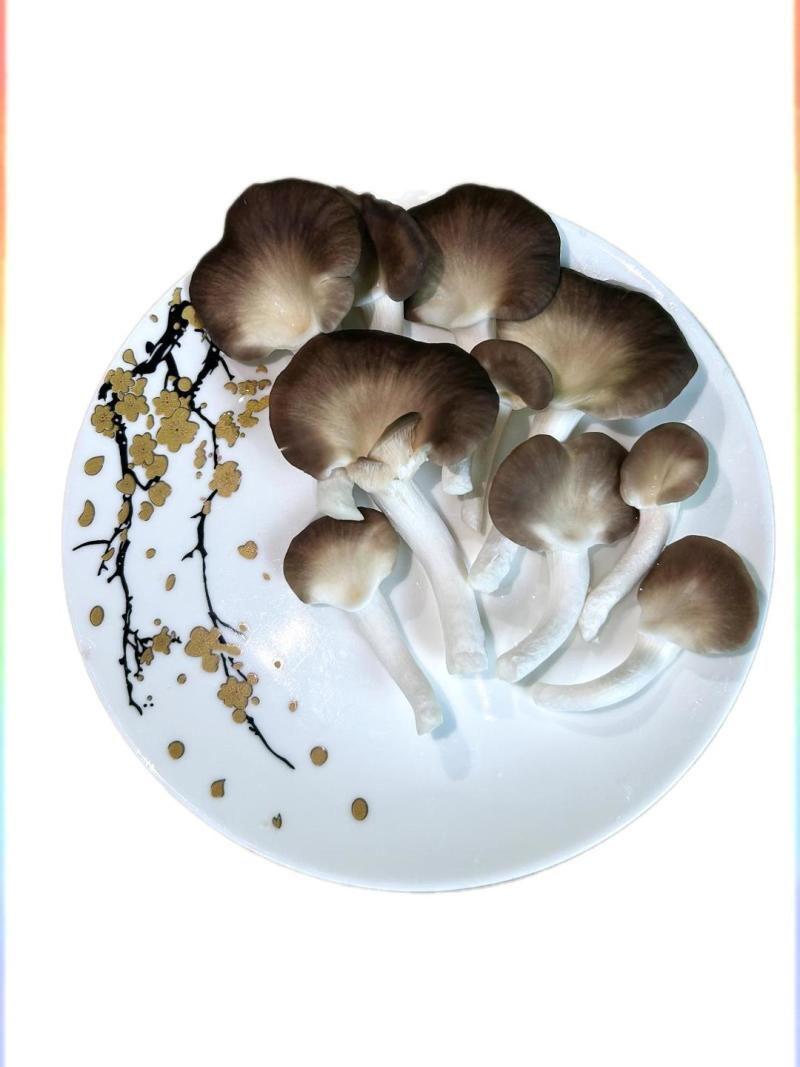 广东本地食用菌干货/秀珍菇/量大价优/可视频看货