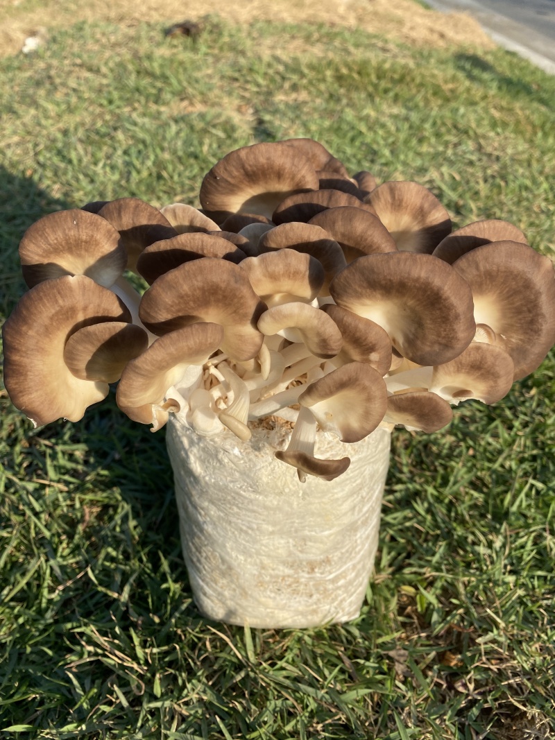 广东本地食用菌干货/秀珍菇/量大价优/可视频看货