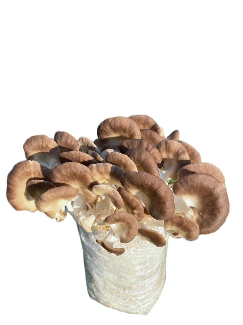 广东本地食用菌干货/秀珍菇/量大价优/可视频看货