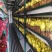 广东本地玉兰菜/金玉兰菜/量大价优/诚信经营/欢迎咨询