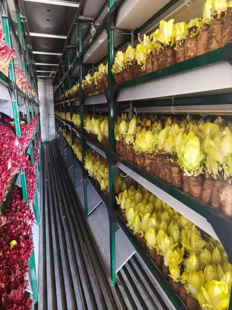广东本地玉兰菜/金玉兰菜/量大价优/诚信经营/欢迎咨询