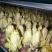 广东本地玉兰菜/金玉兰菜/量大价优/诚信经营/欢迎咨询