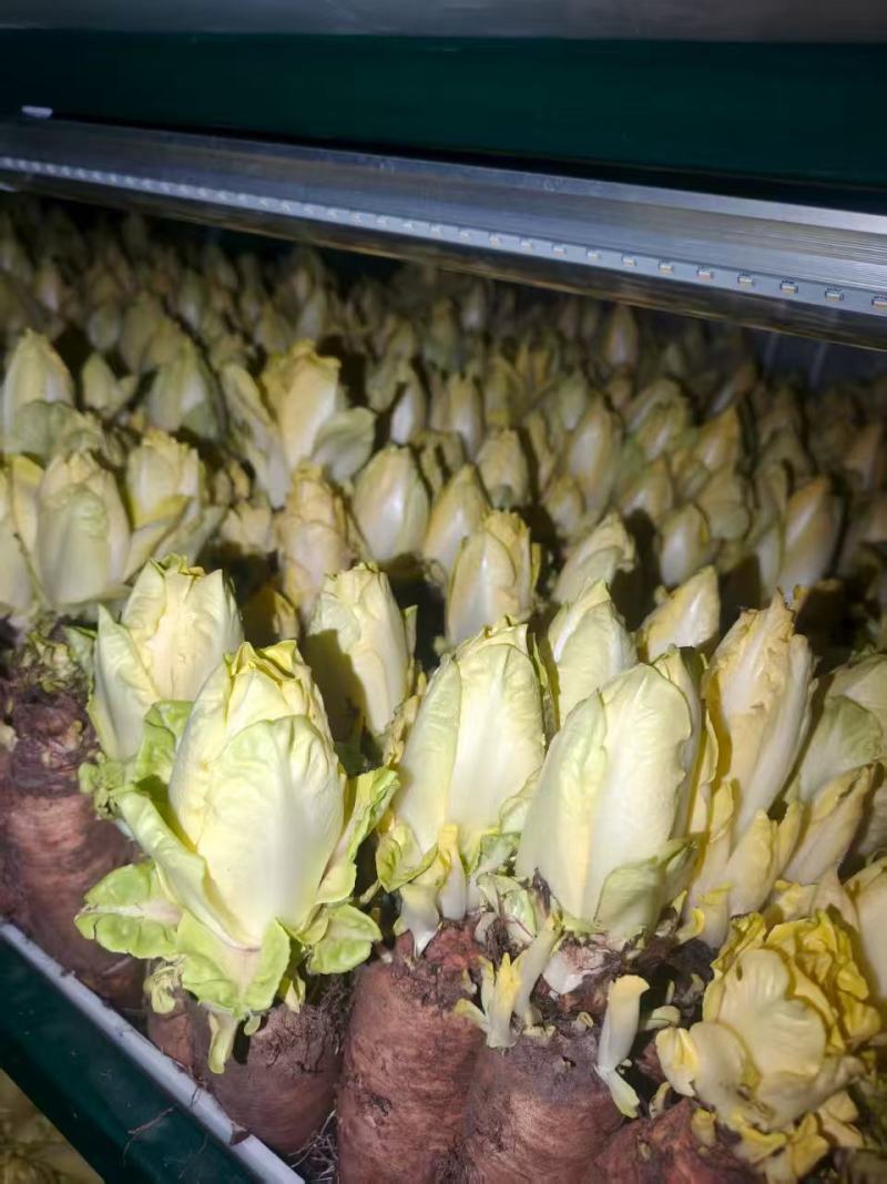 广东本地玉兰菜/金玉兰菜/量大价优/诚信经营/欢迎咨询