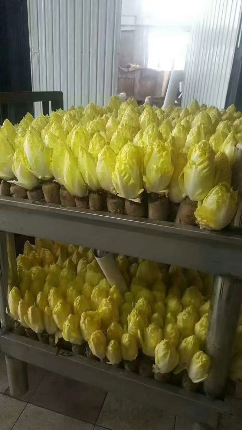 广东本地玉兰菜/金玉兰菜/量大价优/诚信经营/欢迎咨询