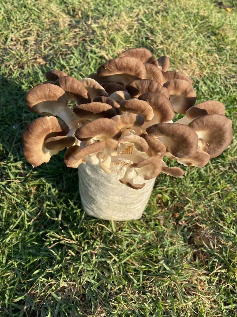 广东本地食用菌干货/秀珍菇/量大价优/可视频看货