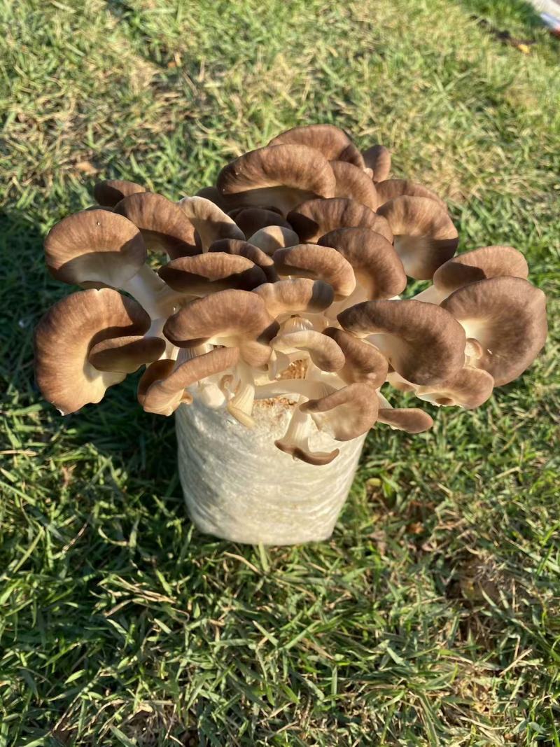 广东本地食用菌干货/秀珍菇/量大价优/可视频看货
