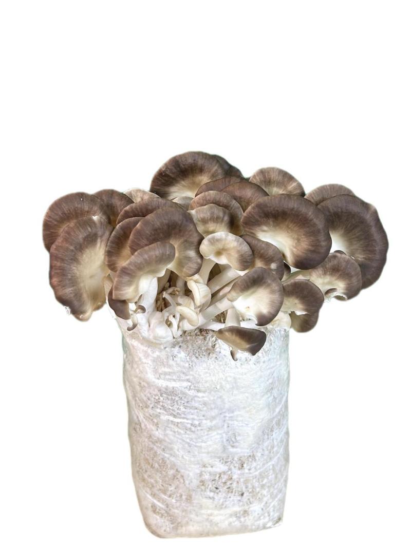广东本地食用菌干货/秀珍菇/量大价优/可视频看货