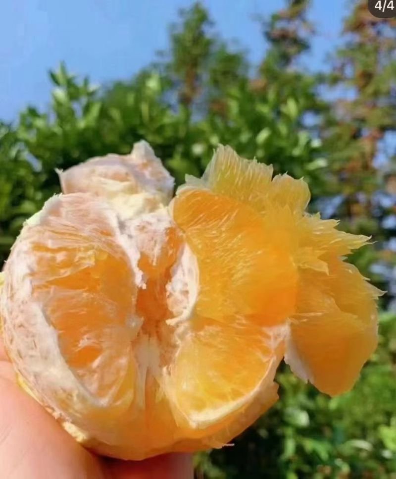 江西虔城溢香果业有限公司