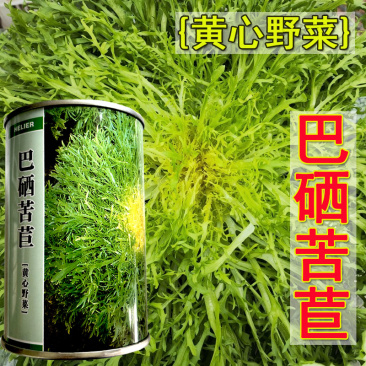 苦苣种子黄芯碎叶50克春秋四季细叶苦菊种籽基地大田种植