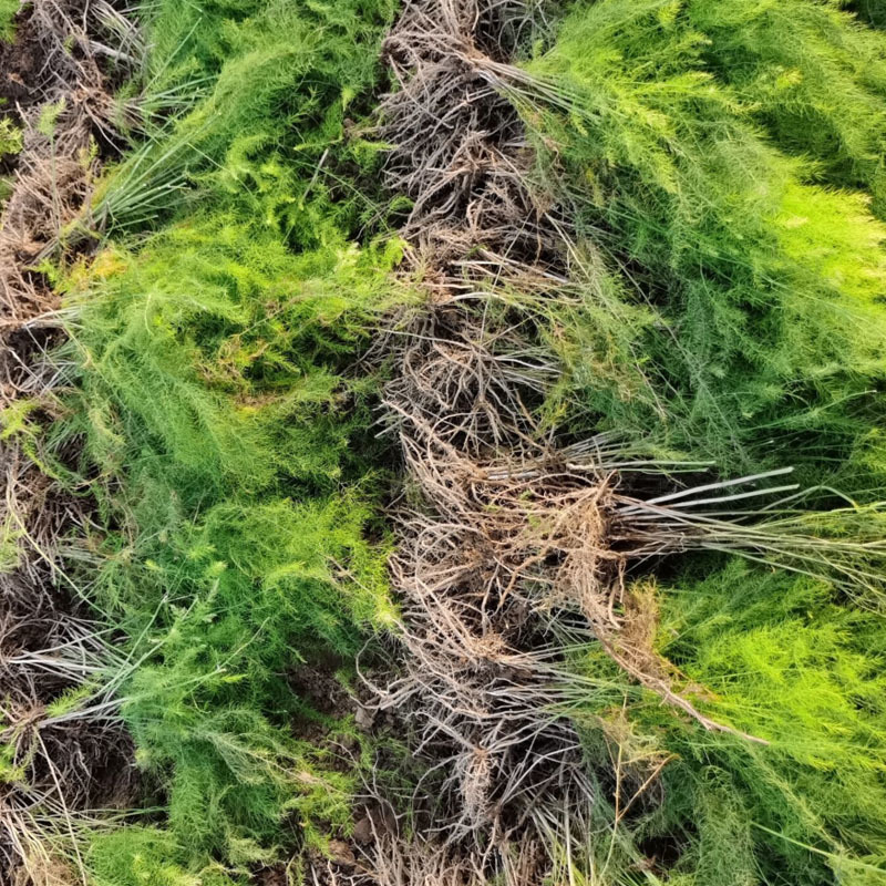 芦笋种苗批发易种植好成活根系发达高产抗病现挖发货
