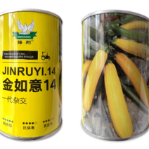 金如意14香蕉西葫芦种子水果型茭瓜种子基地高产