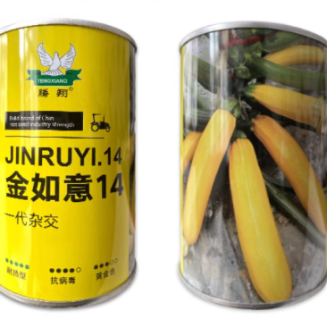 金如意14香蕉西葫芦种子水果型茭瓜种子基地高产