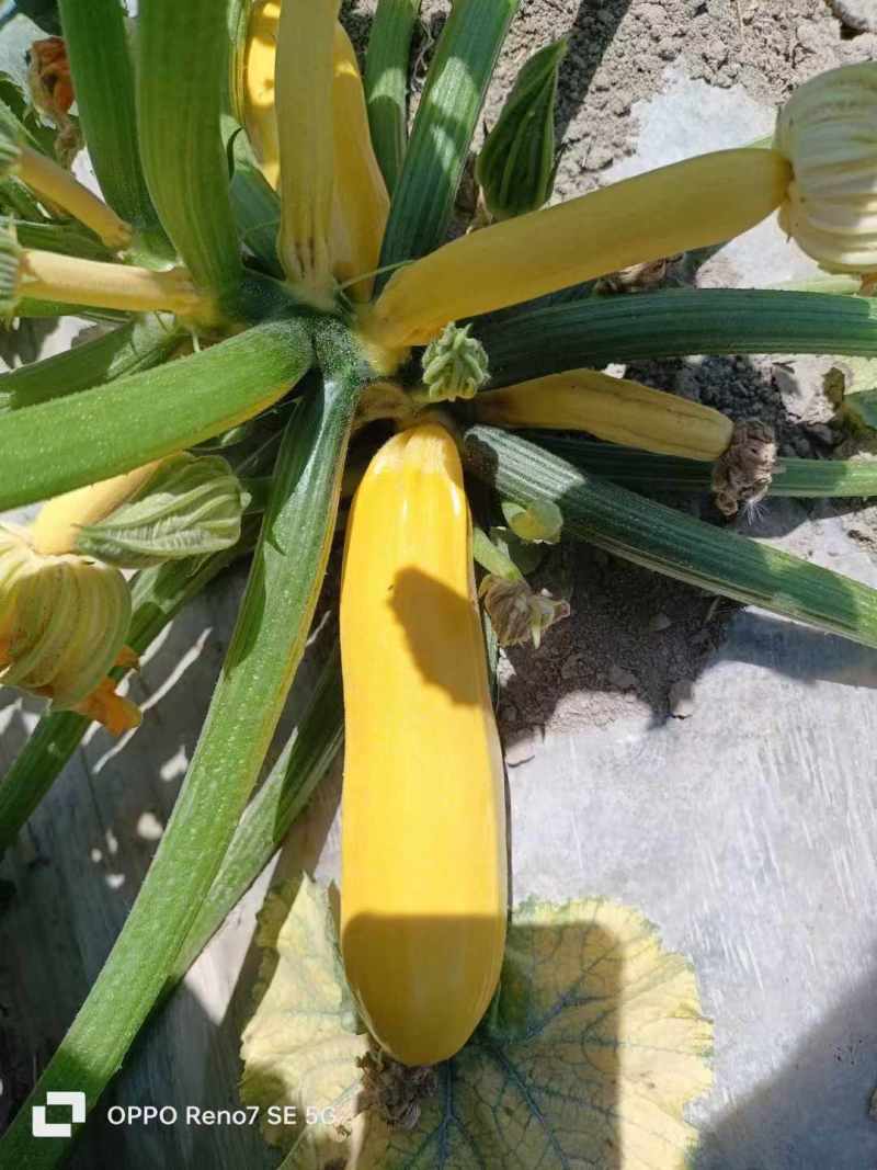 金如意14香蕉西葫芦种子水果型茭瓜种子基地高产