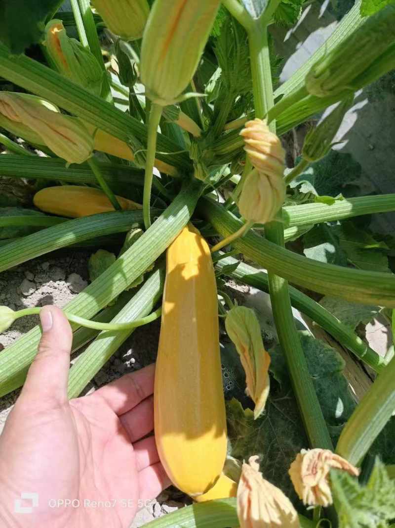 金如意14香蕉西葫芦种子水果型茭瓜种子基地高产