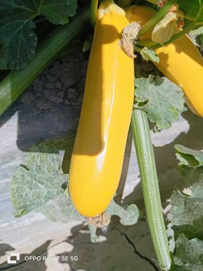 金如意14香蕉西葫芦种子水果型茭瓜种子基地高产