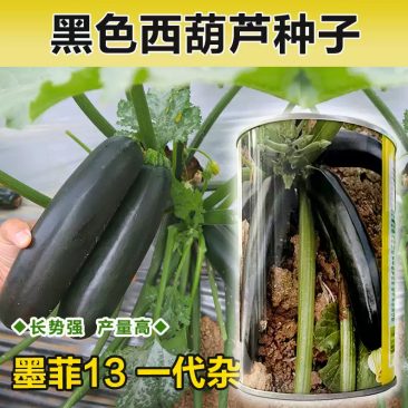 墨菲西葫芦种子黑皮西葫芦种子深油绿耐热型中早熟