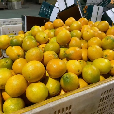 【精品】正宗赣南脐橙味美多汁对接电商市场社区团购