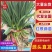 红根蒜苗/红根绿叶.可净菜/可毛菜/原产地直发
