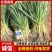 河南中牟红根蒜苗/产区直发/当天发车保质保量