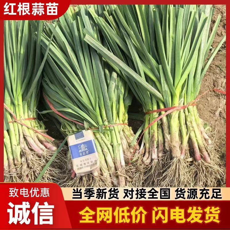 河南中牟红根蒜苗/产区直发/当天发车保质保量
