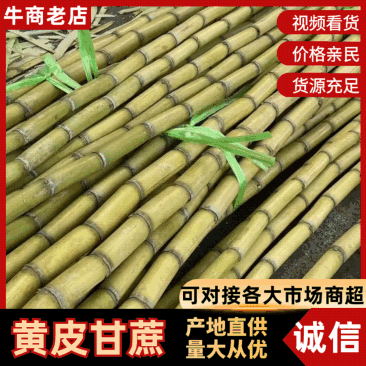 黄皮甘蔗大量有货基地直供品质优汁水多甜度高可对接市场商超