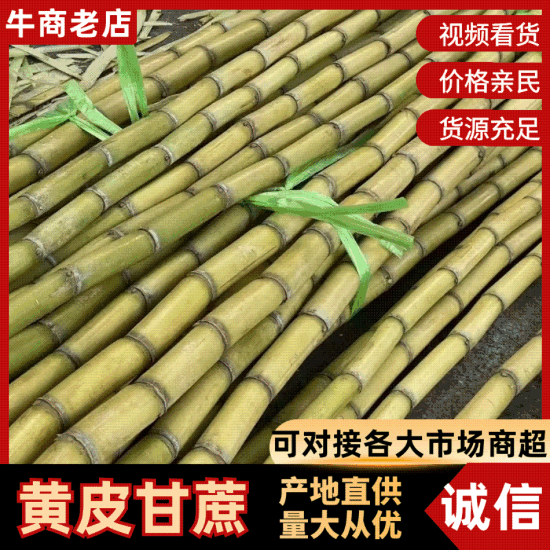 黄皮甘蔗大量有货基地直供品质优汁水多甜度高可对接市场商超