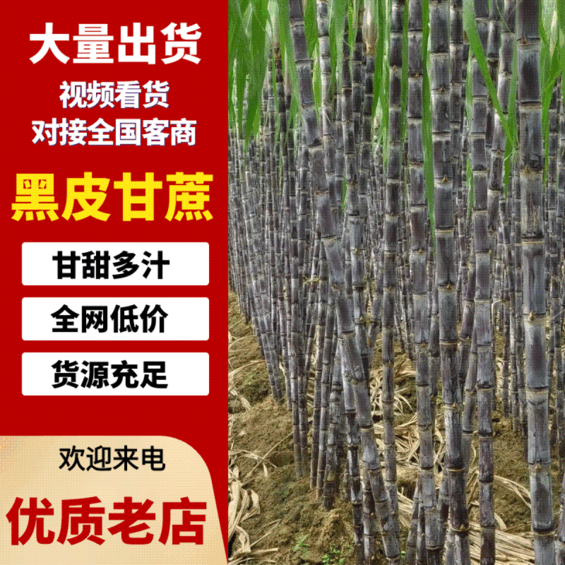 广西黑皮甘蔗纯甜可口，现货供应充足，质量保证，欢迎来电