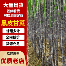 黑皮甘蔗基地供应，质量保证，价格优惠，欢迎客户来电