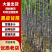 黑皮甘蔗基地供应，质量保证，价格优惠，欢迎客户来电
