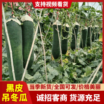 黑皮吊冬瓜，条形直价格优惠，质量保证，欢迎来电