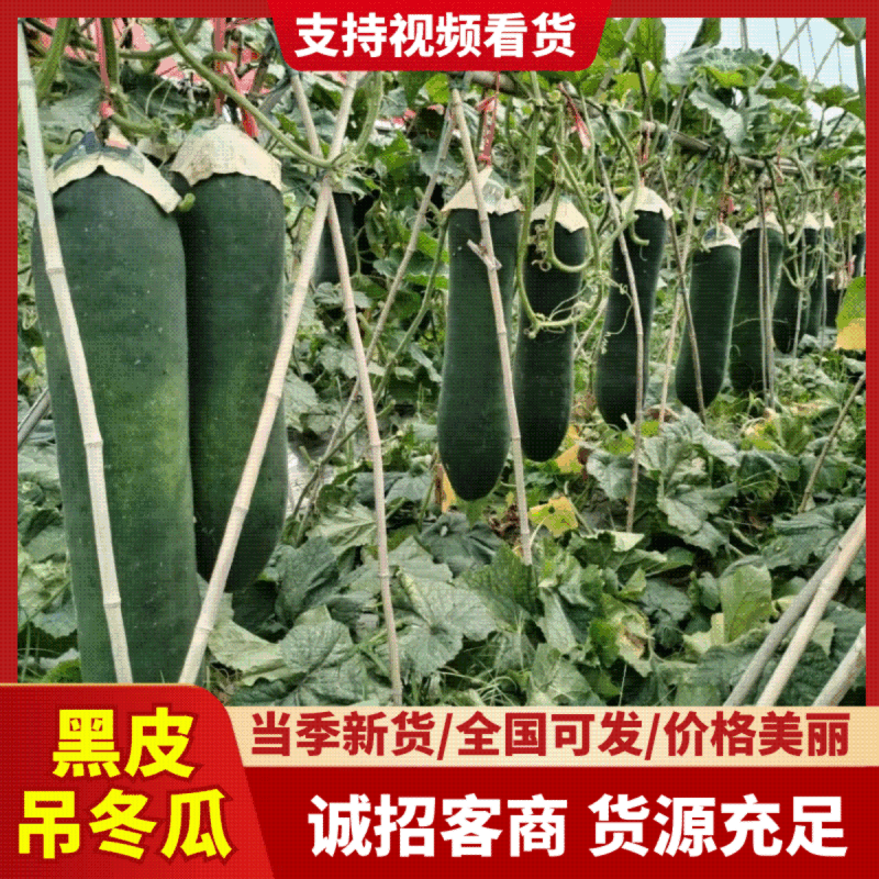 黑皮吊冬瓜，条形直价格优惠，质量保证，欢迎来电