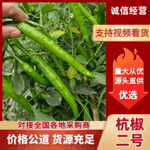 大量杭椒二号椒出售新鲜辣椒品种多，质量好，价格优惠可