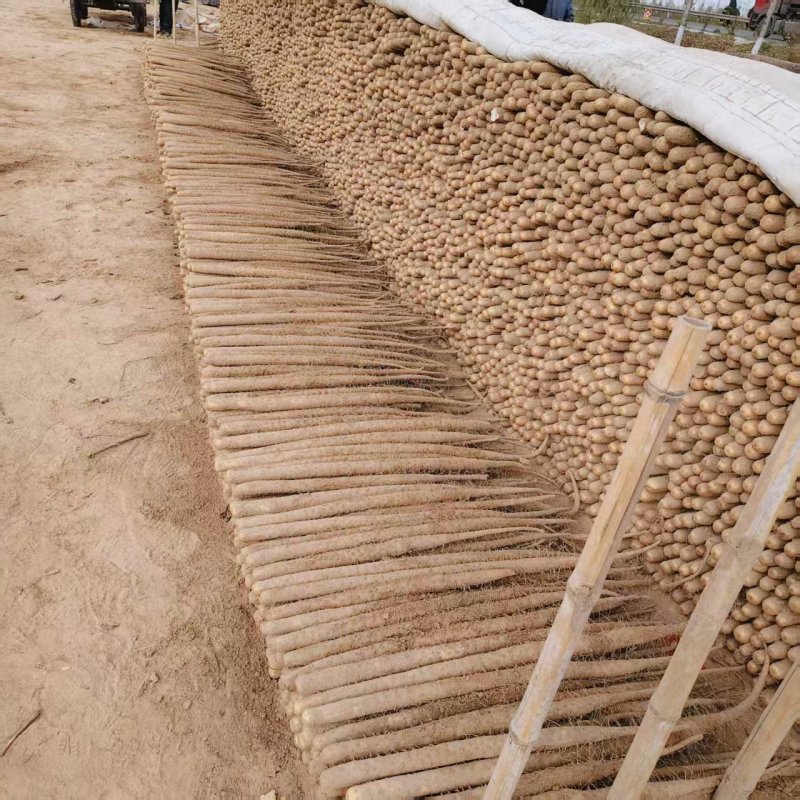 双棒山药产地直销量大质优一手货源欢迎采购