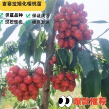 两年生吉塞拉矮化大樱桃树苗现挖现卖3公分大樱桃树