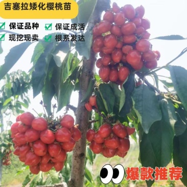 两年生吉塞拉矮化大樱桃树苗现挖现卖3公分大樱桃树