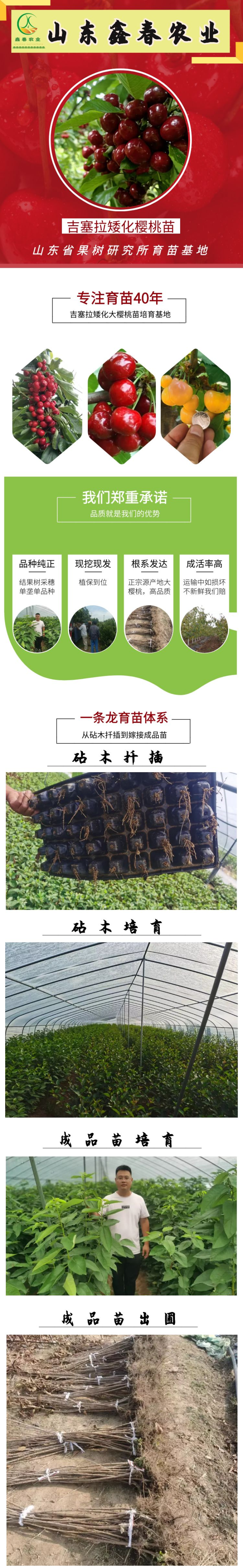 两年生吉塞拉矮化大樱桃树苗现挖现卖3公分大樱桃树