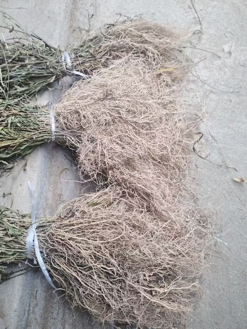 徐长卿全根全草捋顺无土无杂质无地膜，规格齐全，代发全国