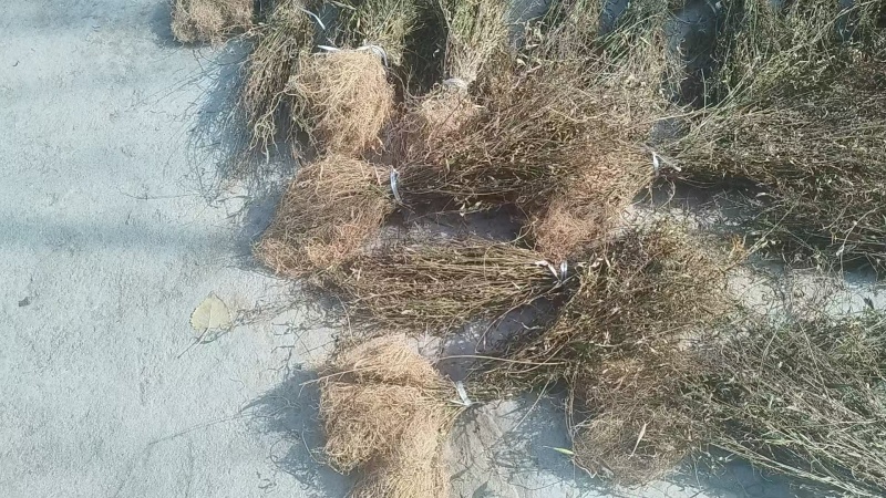 徐长卿全根全草捋顺无土无杂质无地膜，规格齐全，代发全国