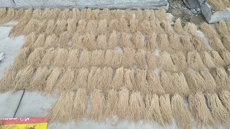 徐长卿新货全根全草不加苗图片和实物一样欢迎电联