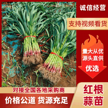 红根蒜苗/红根绿叶.可净菜/可毛菜/原产地直发