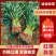 红根蒜苗/红根绿叶.可净菜/可毛菜/原产地直发