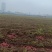 河北本地烟薯/西瓜红/口感细嫩甜~量大从优电话可谈