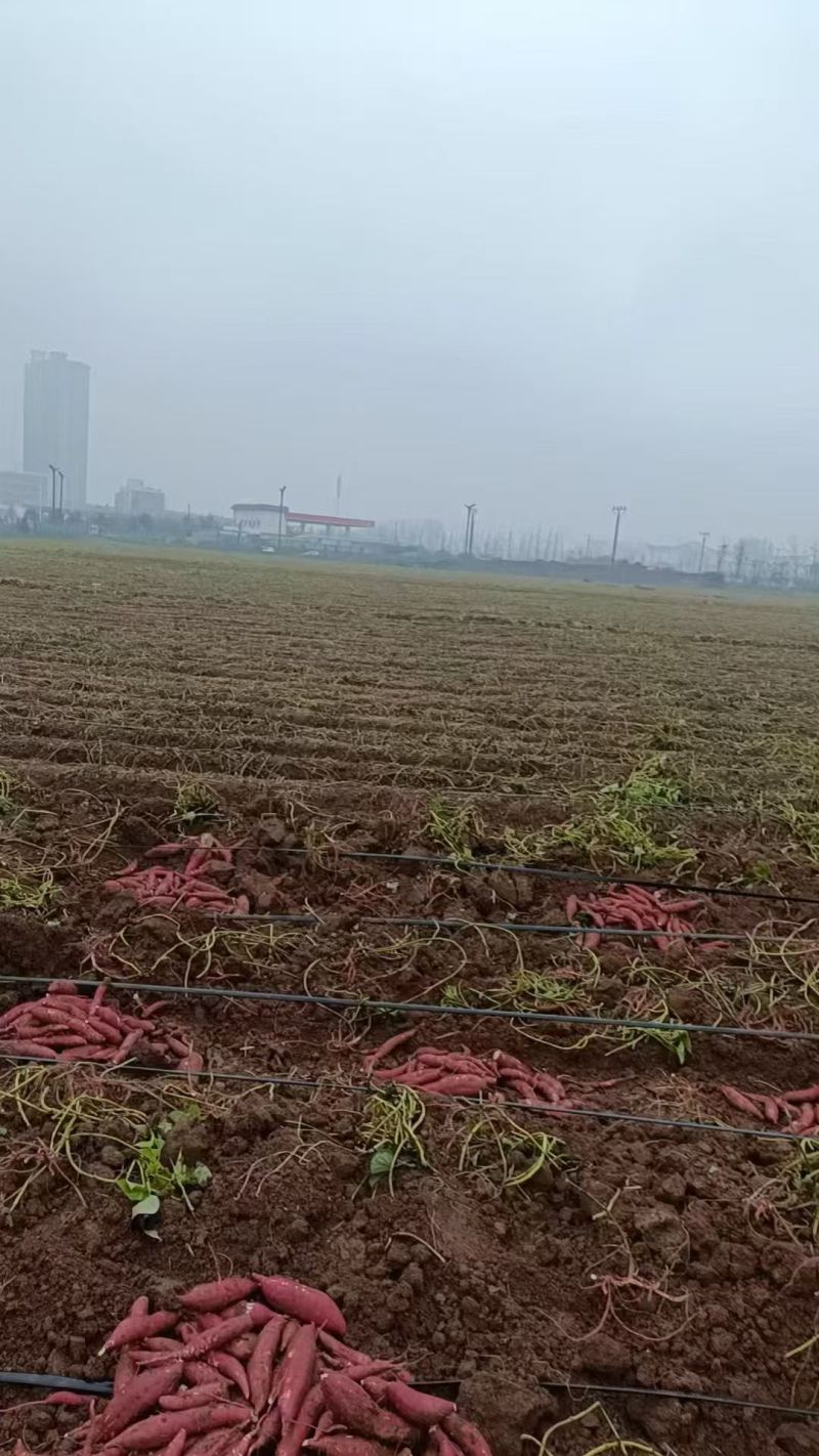 河北本地烟薯/西瓜红/口感细嫩甜~量大从优电话可谈
